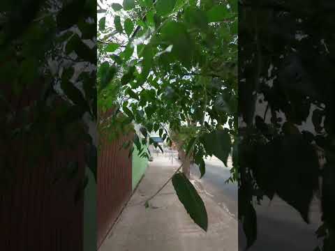 Copiapó Íntimo 4K • Calle V. Mackenna en tiempo real 🇨🇱