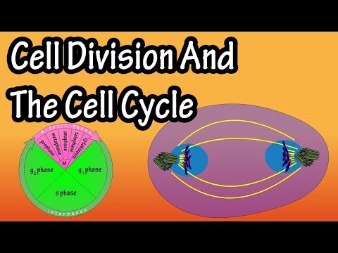 How Do Cells Divide - Phases Of Mitosis - Cell Division And The Cell Cycle - Cellular Division