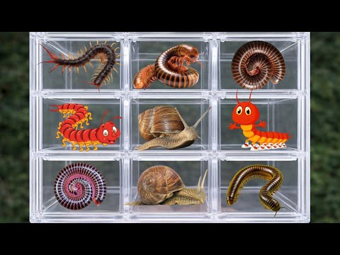 catching insects and animals,I got millipedes and snails #millipede #animals #insects #snails #bugs 