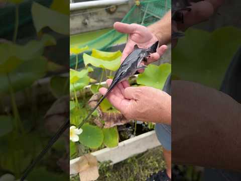 A Fish Older Than Dinosaurs!? 🦕