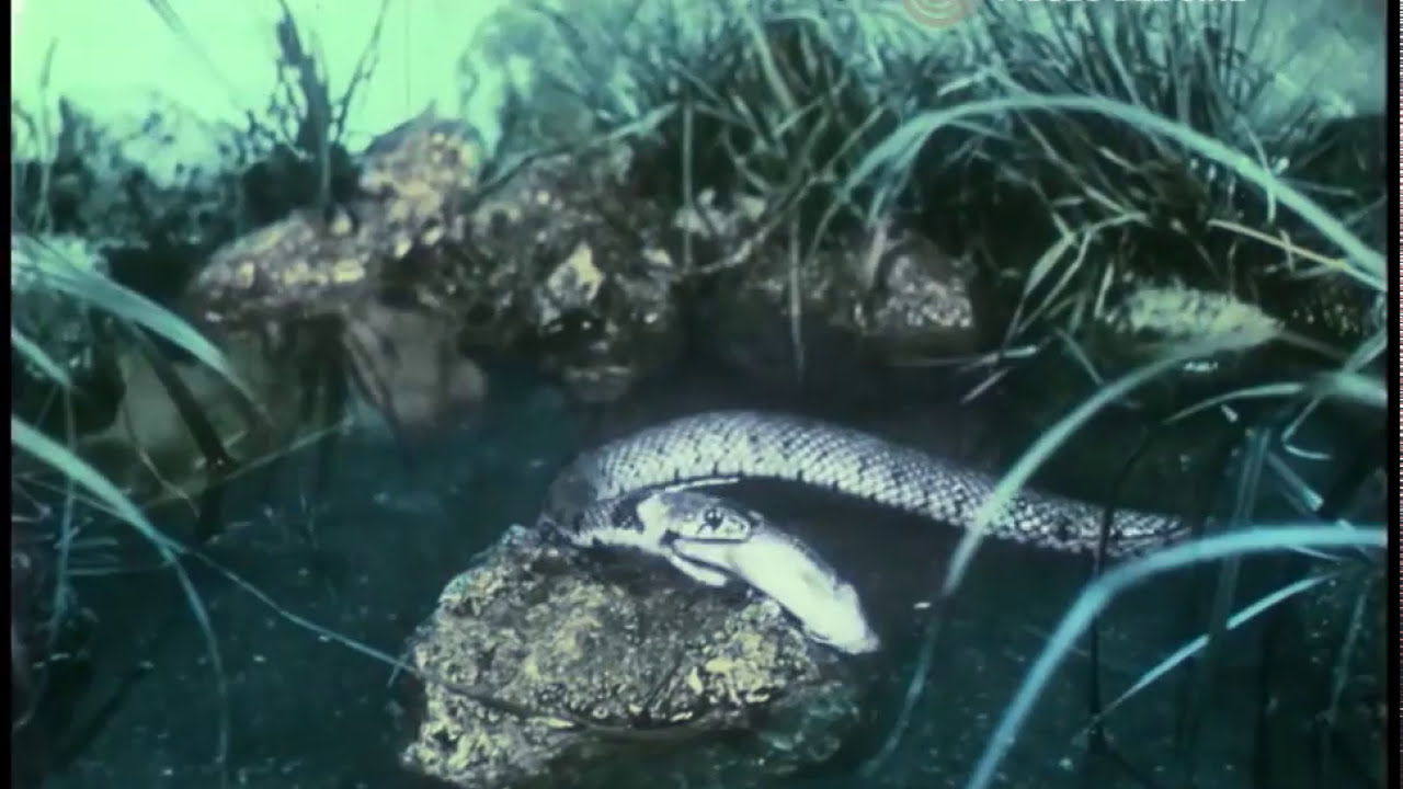 Una serpiente inofensiva. La culebra. (1914)