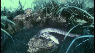 Una serpiente inofensiva. La culebra. (1914)