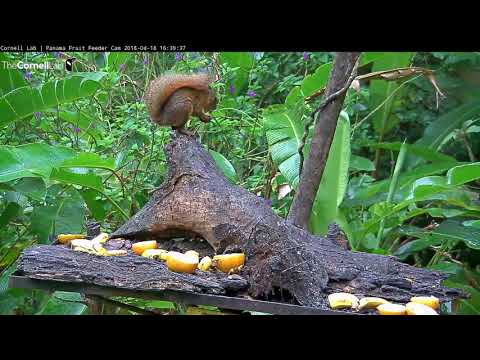 Video 2018 04 18 163827 Squirrels and their bananas