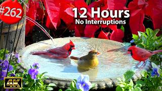 Best of Relaxing TV for Cats π»12 Hours Uninterrupted Birds π¦ Birdbath & Celosia Cat TV @LensMyth