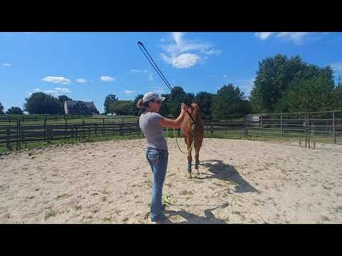 KT's Training Tips - backing