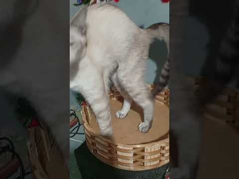 Vídeo de Janet García