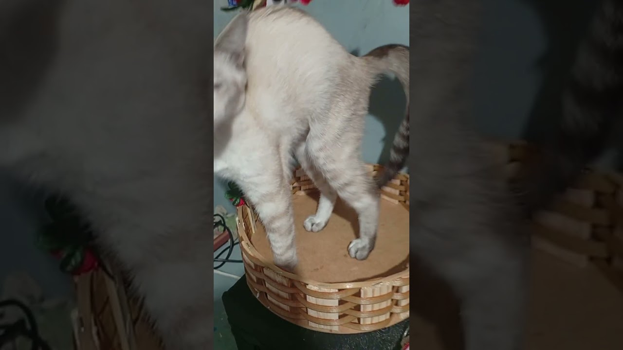 Gato raça Exótico idade Abaixo de 2 meses nome Janet García