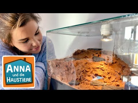 , title : 'Ameisen | Information für Kinder | Anna und die Haustiere'