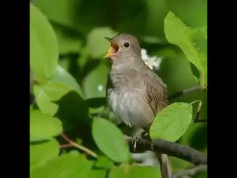 Соловей поет соловушка видео - как же красиво поет соловей! Звуки пения птиц.