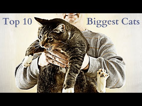 BIGGEST CAT BREEDS - TOP 10