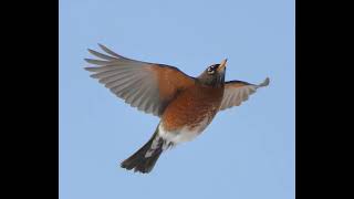 Naked Eyes Flying Solo 2024 Sound Mix