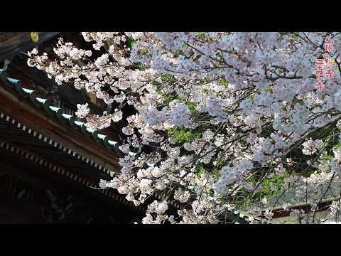 【宮島弥山 大本山大聖院 公式YouTubeチャンネル】境内紹介動画