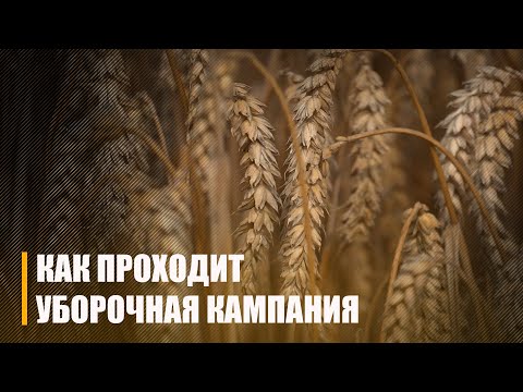 На контроле Президента: уборочная кампания на Гомельщине идёт по плану видео