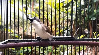 Download lagu Suara asli burung REMETUK LAUT GACOR Unik Buat Isian Tledekan Gunung TL Bakau & Sikatan SRDC Bahan mp3