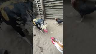 Download lagu Ayam Bangkok Jalak wido Vs Boneka Ayam mp3 Download lagu Ayam Bangkok Jalak wido Vs Boneka Ayam mp3