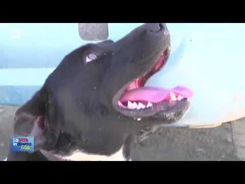 Zeus @ La Vita in Diretta Estate