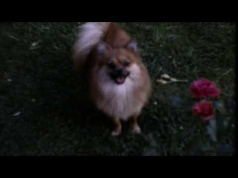 Videoclip de Jim Wise — Sun Kil Moon