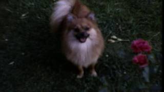 Sun Kil Moon - Jim Wise (Music Video)