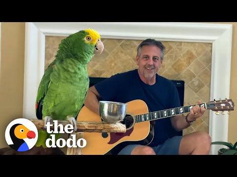 This Parrot Loves to Sing Along to the Guitar!