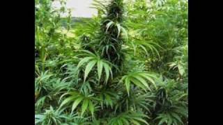 comando del diablo - gerardo ortiz