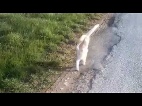 funny cat video