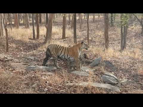 "Collarwali" with 4 cubs shot using Nikon P1000 in 4K resolution