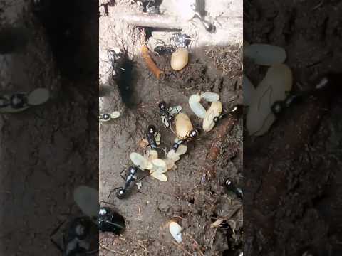 lindas hormigas chitaga norte de Santander Colombia ♥️🇨🇴💯