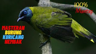 Download lagu MASTERAN BURUNG KURICANG GACOR NEMBAK AMPUH 100 PERSEN AMPUH mp3
