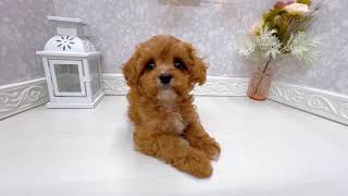 ハーフ犬の動画01