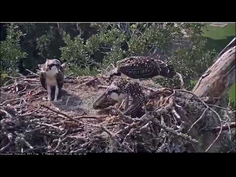 Savannah Osprey Cam ~ Tenacious Little 3 Chick, June 09, 2019