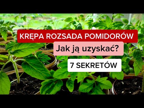 , title : 'Krępa rozsada pomidorów 🍅 Jak to osiągnąć - 7 SEKRETÓW.'