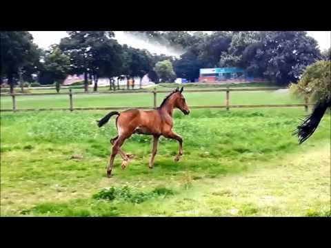 "Lord Vivaldi" born 19.06.2016 (Le Vivaldi x Donnerschwee)