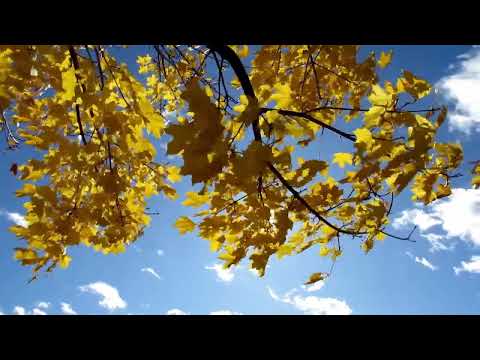 Cântare creștină cu versuri "Dacă vântul s-a întețit" - Mariana Someșan