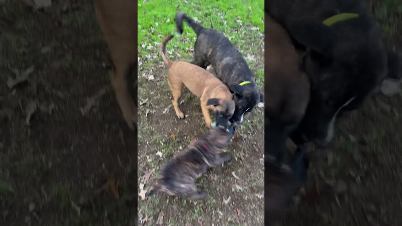 Enlarge Ennis, a Adopted mixed breed in Bedminster, NJ video 6/6