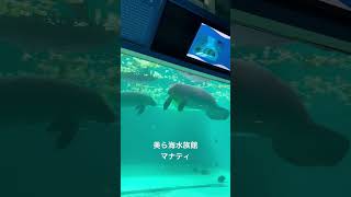 美ら海水族館　マナティ
