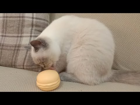 #cat The hamburger is delicious, let's eat it//sari saring vlog #wannaeat #hamburger