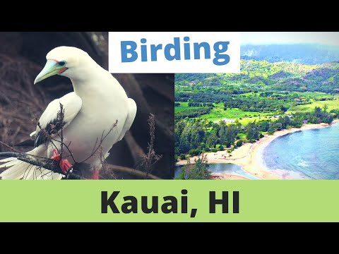 Guide to Birding Kauai, Hawaii. Boobies, Honeycreepers, Tropicbirds and More! February, 2023.