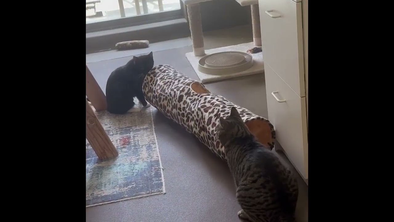 Enlarge OREO, a ADOPTABLE Domestic Short Hair in Sequim, WA video 6/6