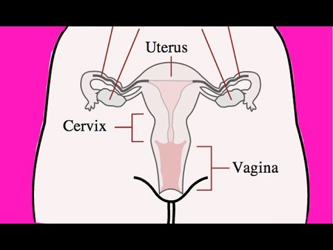 TELUGU: How Periods Occur in Women