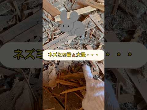 ハンタウイルス:危険なネズミの糞 自然と動物