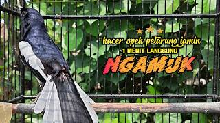 Download lagu Suara Burung Kacer Bikin Lawan Emosi Gacor, Pancingan Kacer Agar Cepat Emosi Gacor mp3