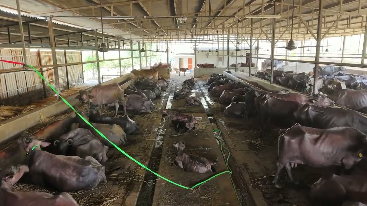 In-House Dairy Farm — Pure. Fresh. Trusted.