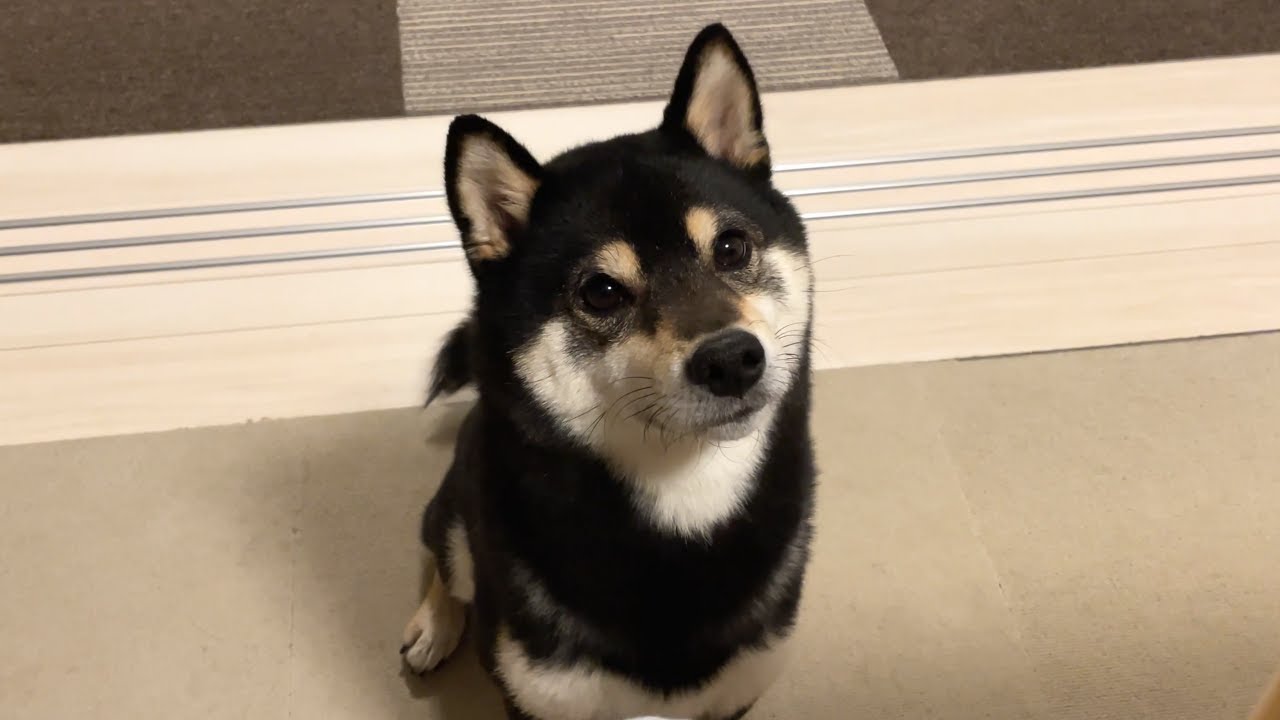 特大ゲップをかます豆柴が可愛い