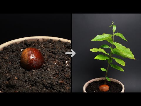 CHESTNUT Growing From Seed TIME LAPSE - 35 Days #timelapse #chestnut #growing