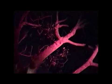 DEB NEVER - IN THE NIGHT