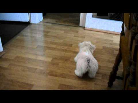 Maltese dog Ambra