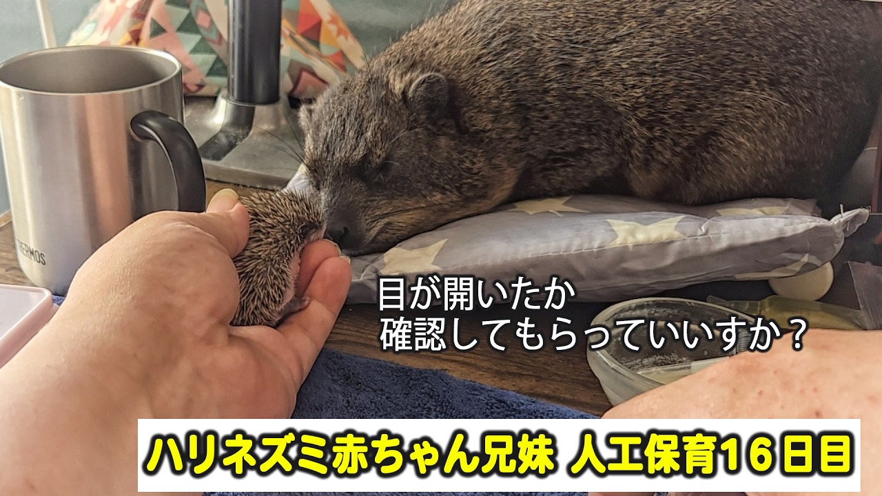 お父さんは16日で目が開いてたよ！ハリネズミ赤ちゃん兄妹保育16日目