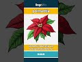 poinsettia - a plant with red and green ... video thumbnail