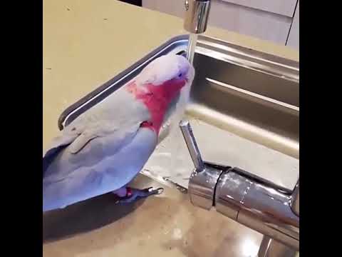 Издеваются, не дают попугаю попить