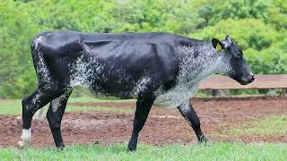 LOTE 10 - PAULISTA 102 BASF (2471-CN)